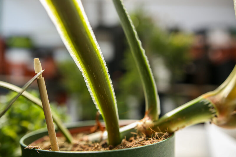 Philodendron Plowmanii