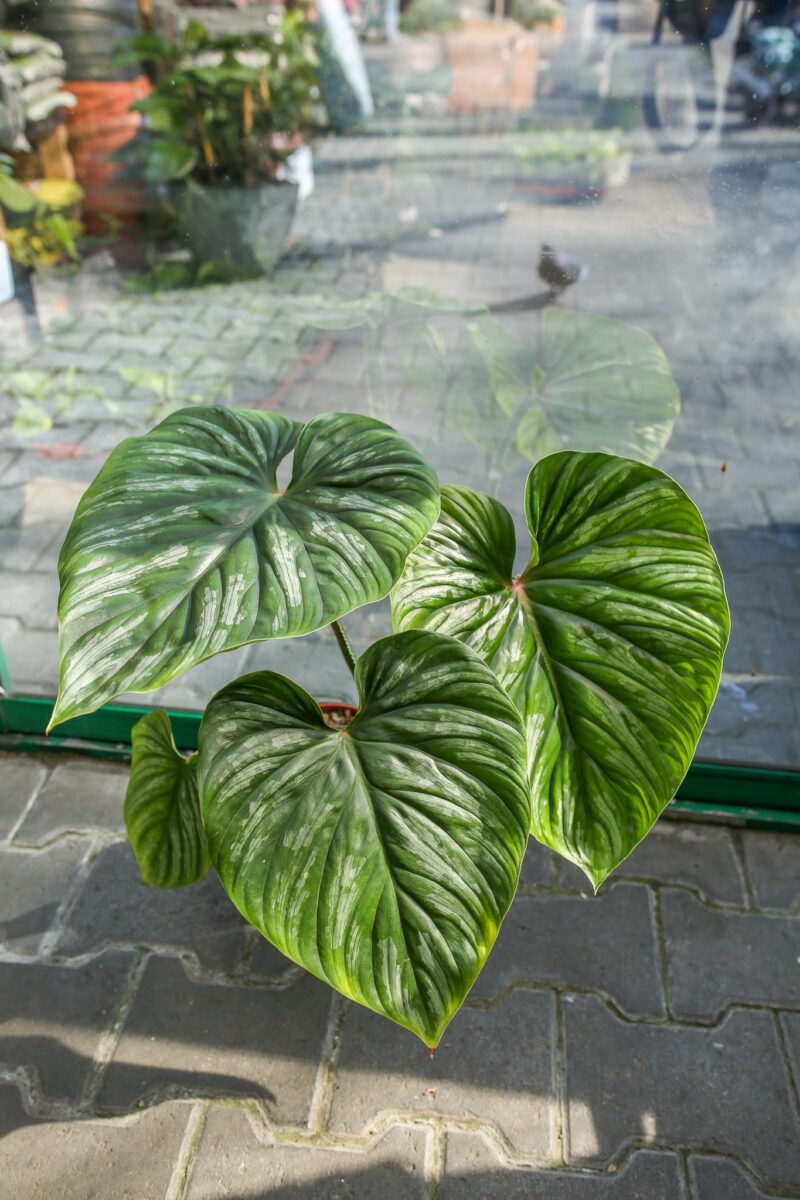 Philodendron Plowmanii