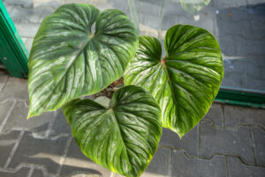 Philodendron Plowmanii
