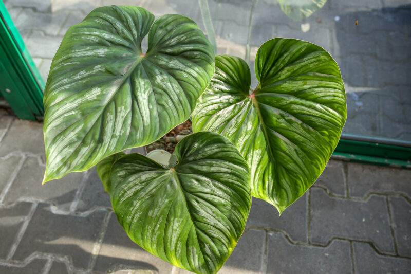 Philodendron Plowmanii