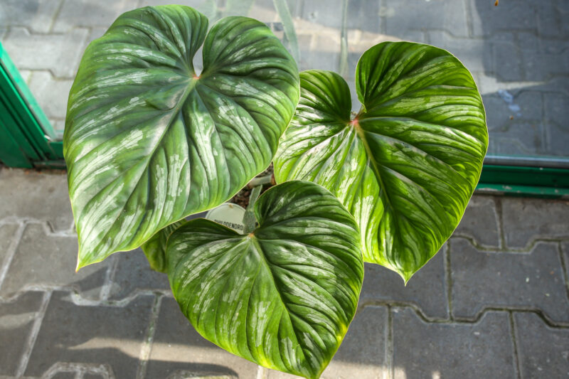 Philodendron Plowmanii