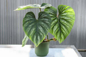 Philodendron Plowmanii
