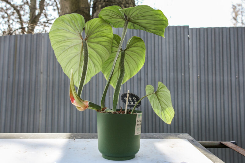 Philodendron Plowmanii