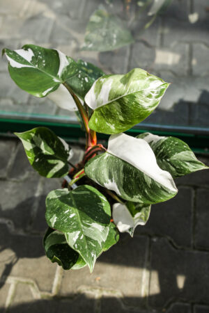Philodendron White Princess