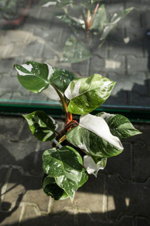 Philodendron White Princess