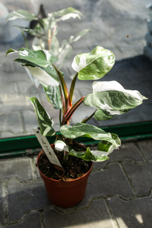 Philodendron White Princess