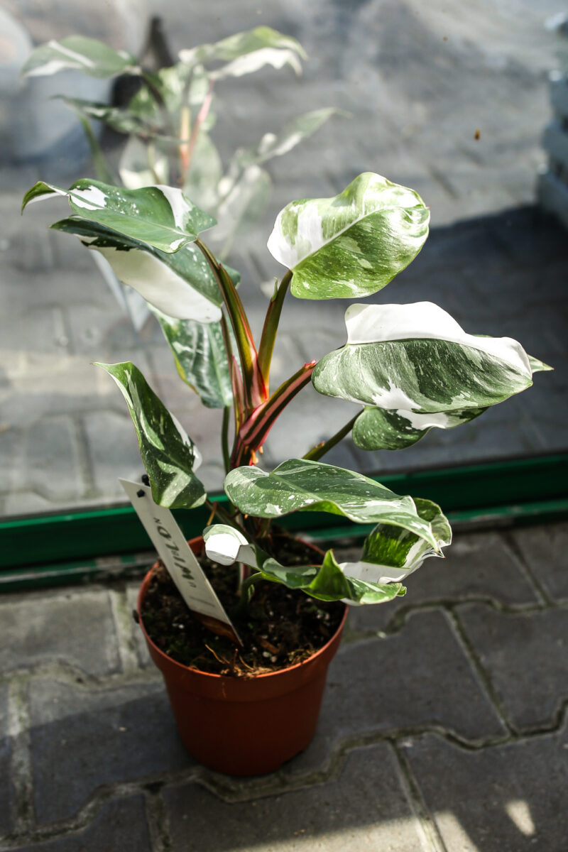 Philodendron White Princess