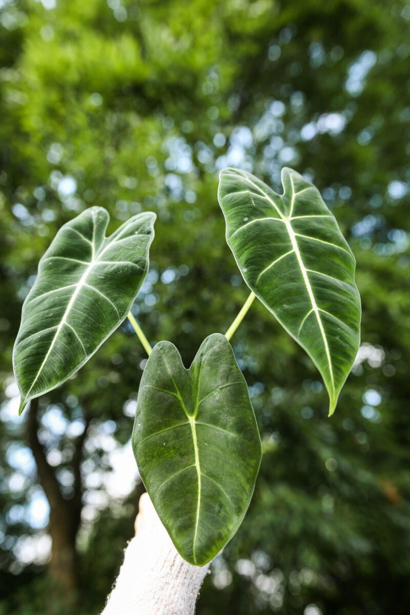 ALOCASIA MICHOLITZIANA MAXKOWSKII ‘FRYDEK’
