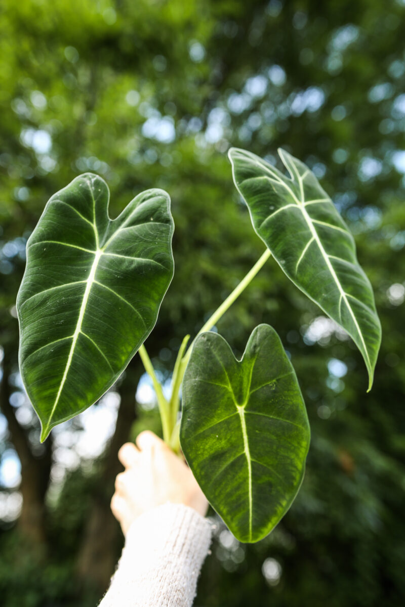 ALOCASIA MICHOLITZIANA MAXKOWSKII ‘FRYDEK’