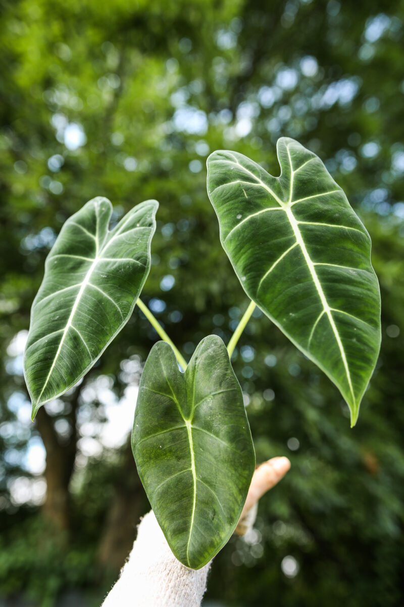 ALOCASIA MICHOLITZIANA MAXKOWSKII ‘FRYDEK’