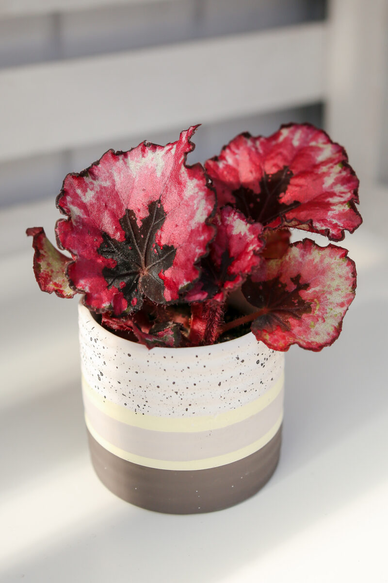 Begonia REX Red Heart