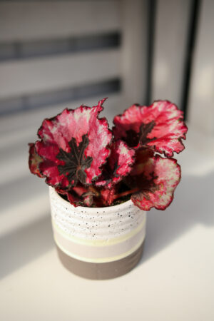 Begonia REX Red Heart