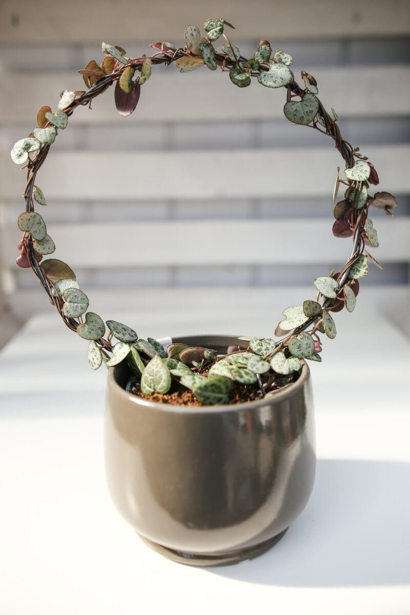 Ceropegia woodi na kole