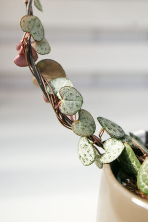 Ceropegia woodi na kole