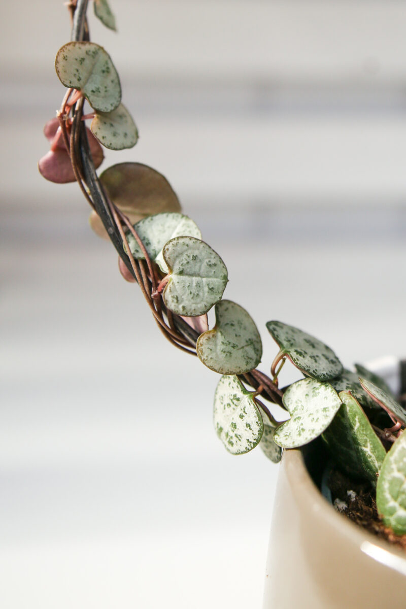 Ceropegia woodi na kole