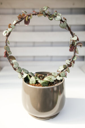 Ceropegia woodi na kole