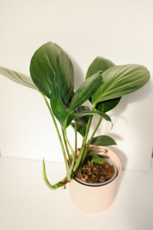 Rhaphidophora decursiva