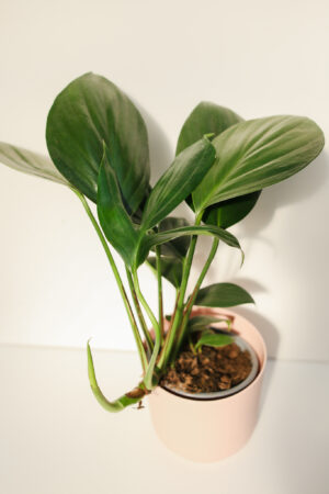 Rhaphidophora decursiva