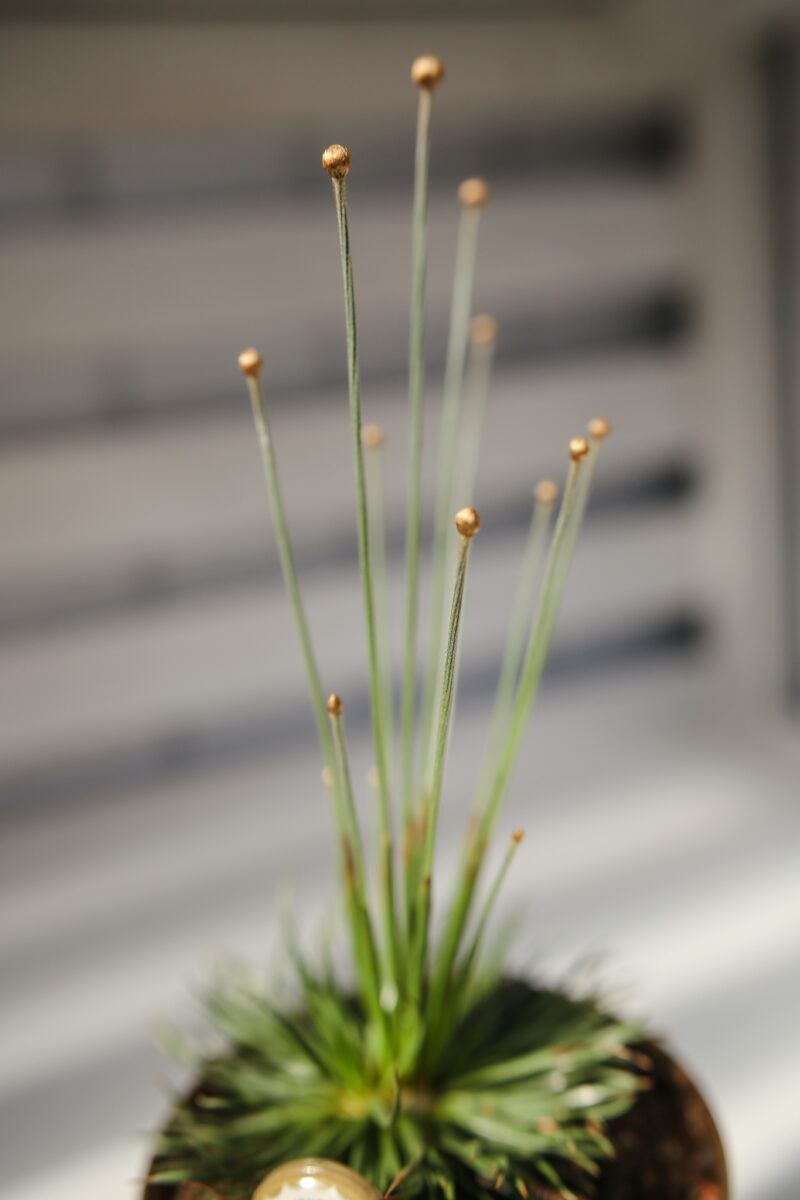 Mikado Gold Mikado Gold