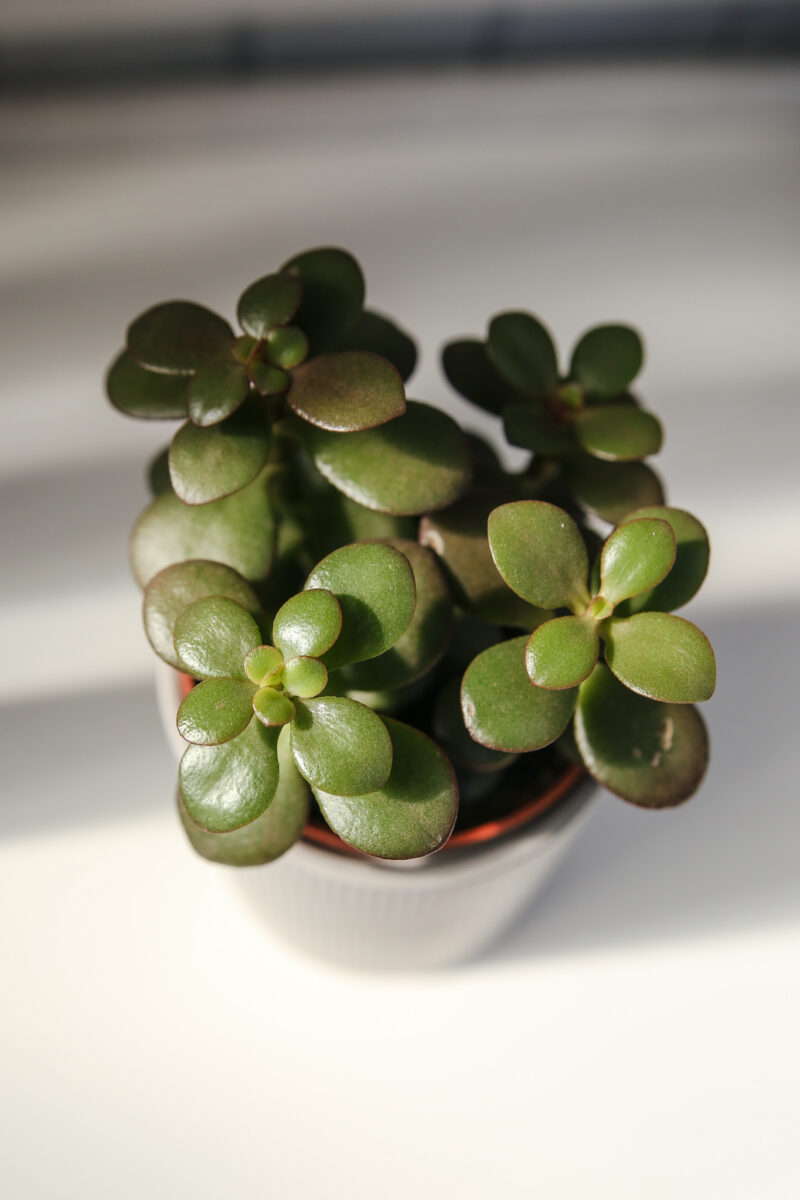 Grubosz – drzewko szczęścia