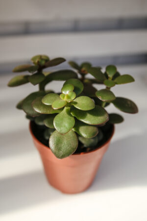 Grubosz – drzewko szczęścia