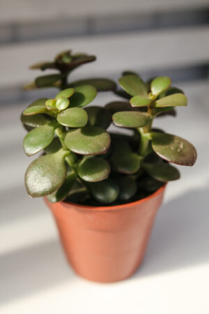 Grubosz – drzewko szczęścia