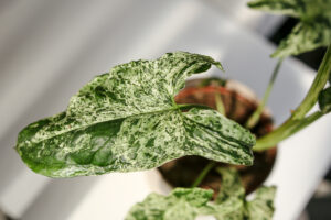 Syngonium Mottled Mojito