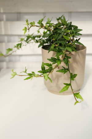 Bluszcz Hedera Helix