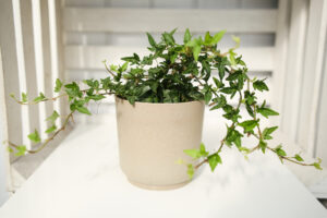 Bluszcz Hedera Helix