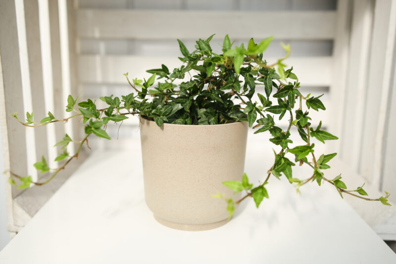 Bluszcz Hedera Helix