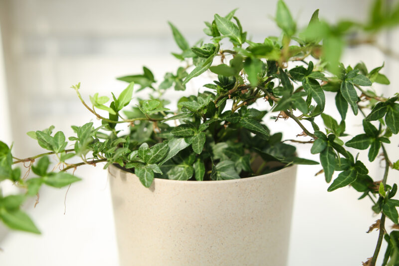 Bluszcz Hedera Helix