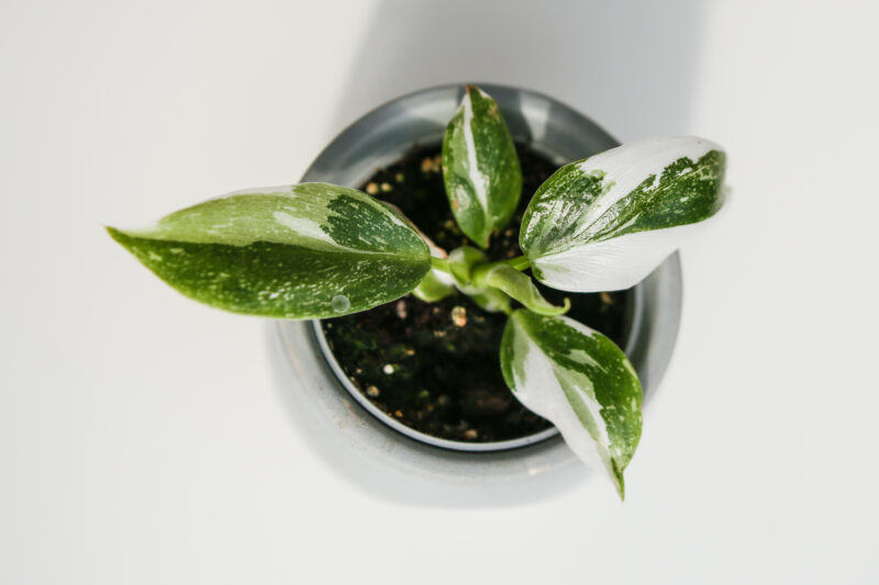 Philodendron White Wizzard