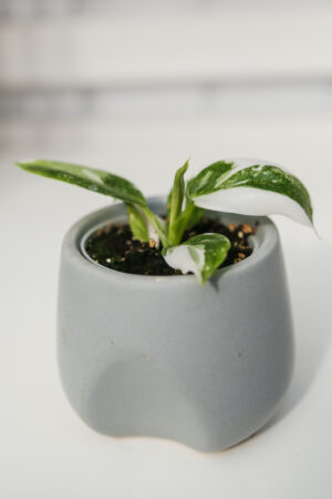 Philodendron White Wizzard