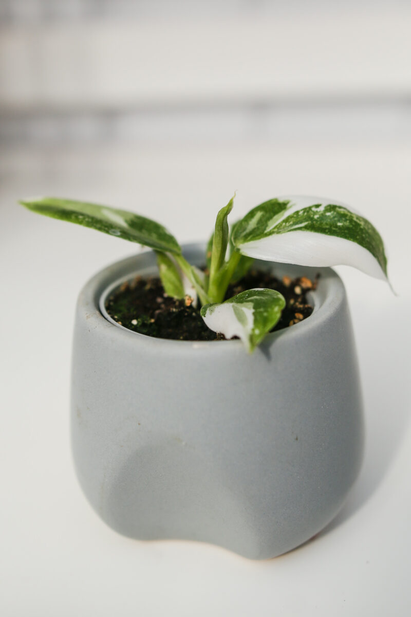 Philodendron White Wizzard