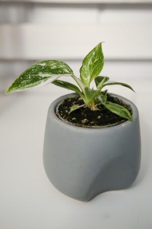 Philodendron White Princess