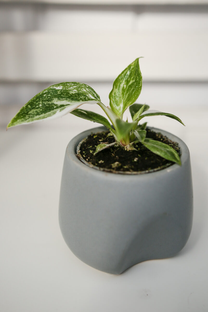 Philodendron White Princess