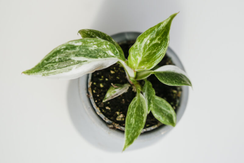 Philodendron White Princess