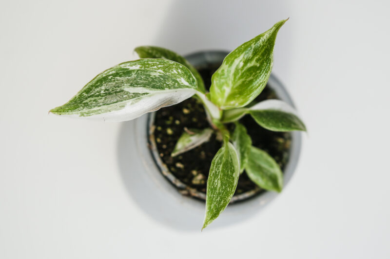 Philodendron White Princess