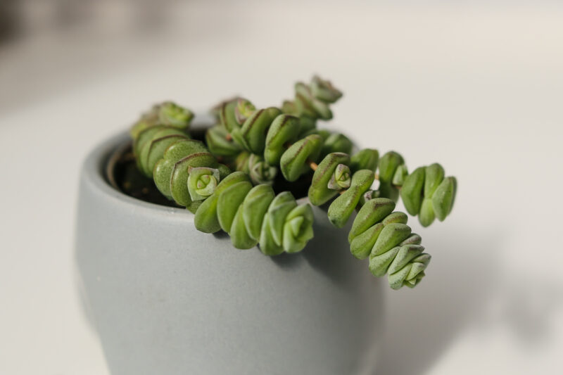 Crassula marnieriana