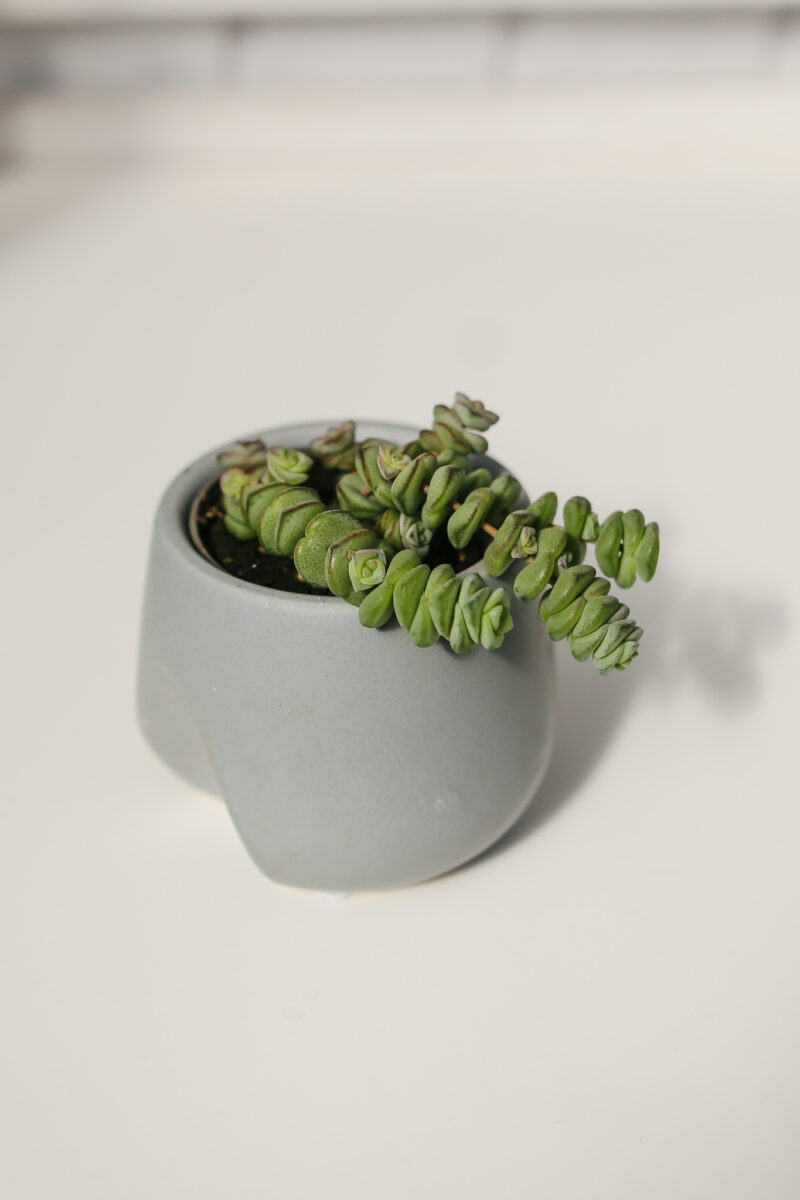 Crassula marnieriana