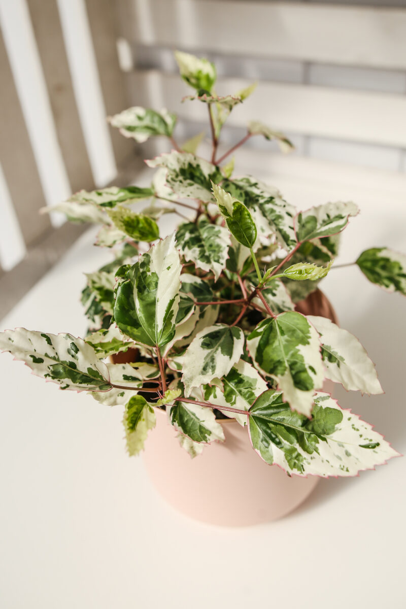 Hibiskus Variegata Hibiskus Variegata