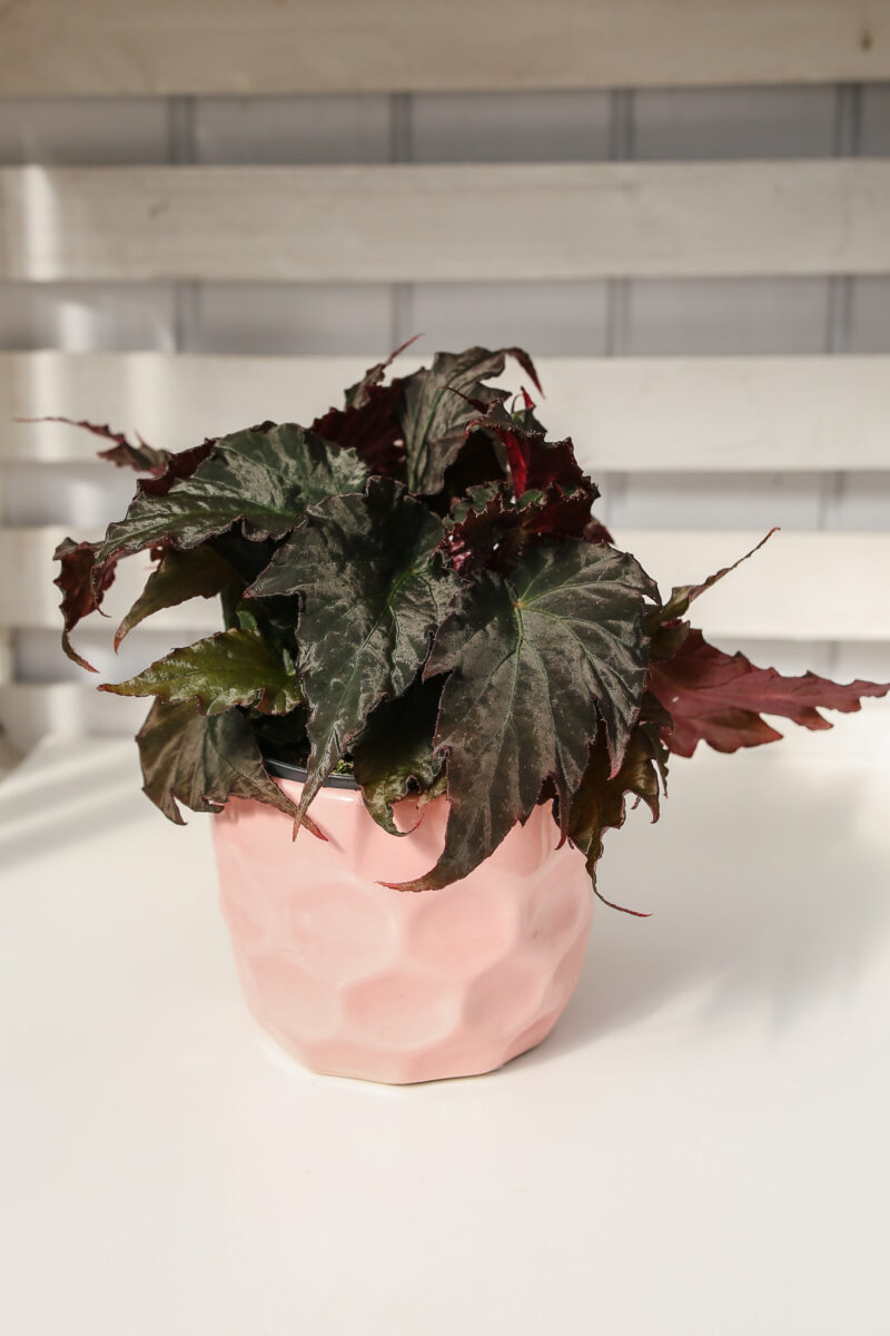 Begonia Royal Velour