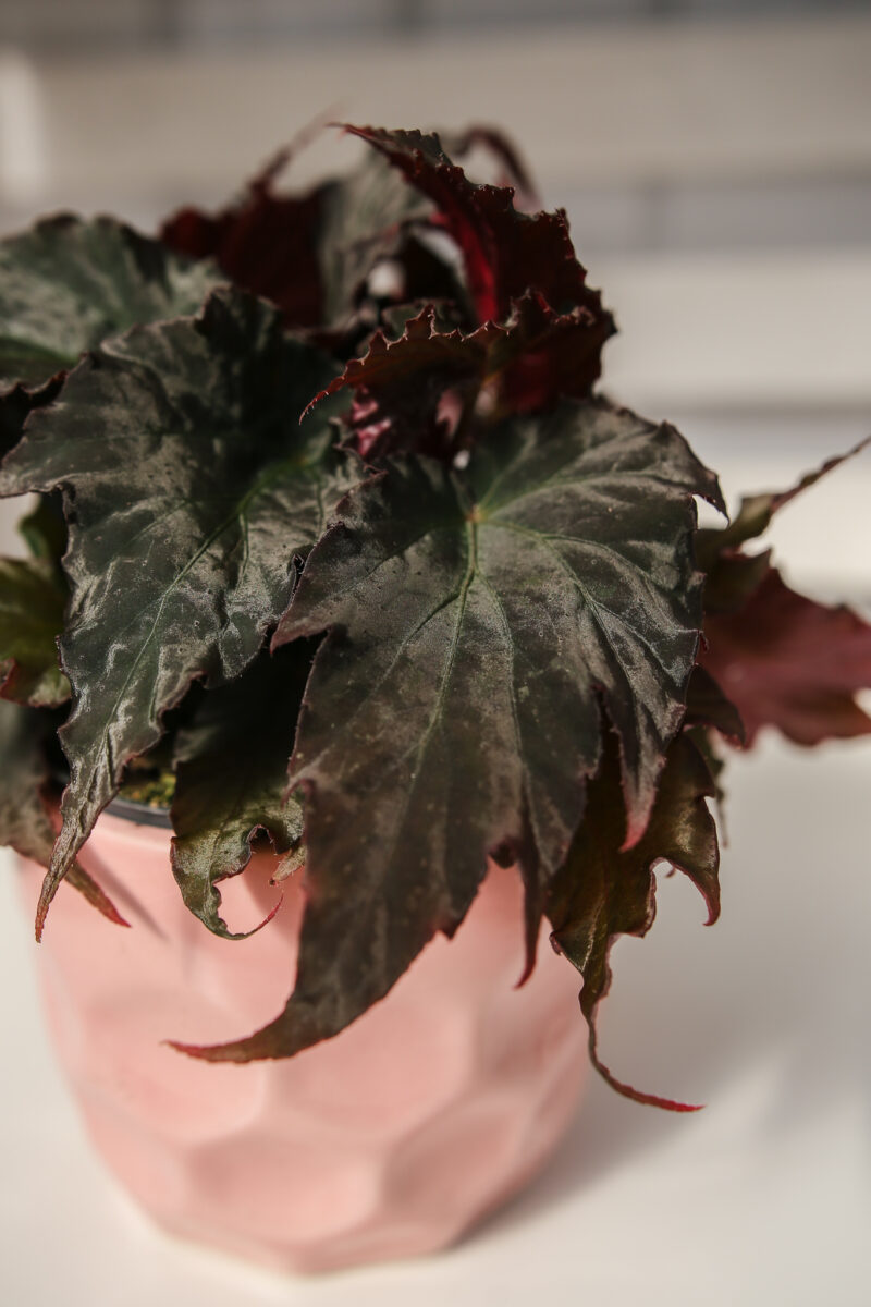 Begonia Royal Velour