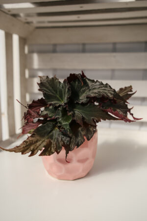 Begonia Royal Velour