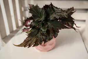 Begonia Royal Velour