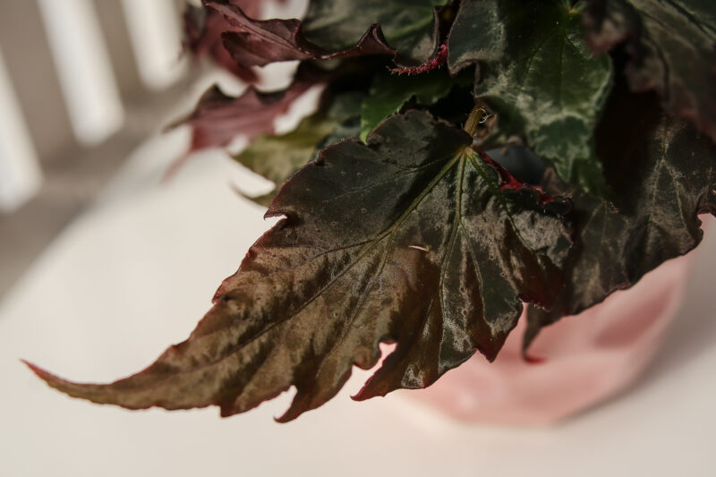 Begonia Royal Velour