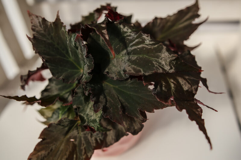 Begonia Royal Velour