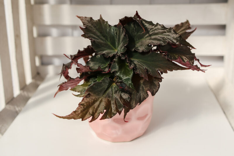 Begonia Royal Velour