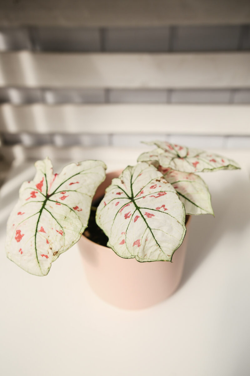 Caladium strawberry star