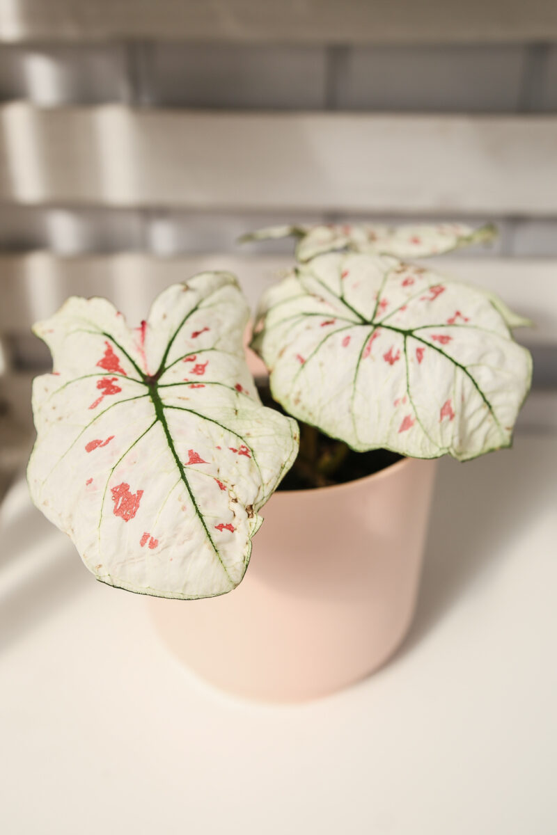Caladium strawberry star